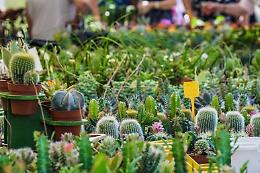 Questa domenica torna ArtiFLOR a Torino