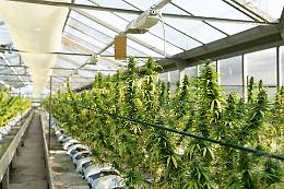 Cannabis light fuori legge: il nuovo decreto blocca un intero settore
