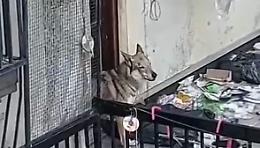 "Il mio cane non è abbandonato sul terrazzo"