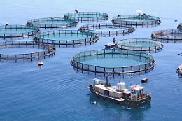 Consumo di pesce in Italia: solo il 28% mangia pesce fresco settimanale