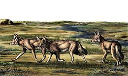 Scoperto in Piemonte un fossile di Eucyon: l'antenato dei lupi che svela segreti evolutivi