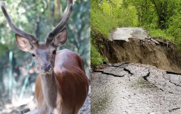 Devastata dal maltempo l'Oasi degli Animali di San Sebastiano da Po