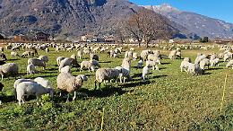 In Piemonte gli agnelli non bastano per tutti. Ma non c'entra solo la Pasqua...