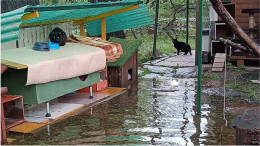 Alluvionato anche il gattile, l'appello dei volontari: «Aiutateci»