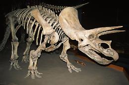 Fossili di T-rex sempre più in mano ai privati: la scienza resta a guardare