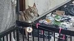 Cane abbandonato sul terrazzo: annullata la manifestazione

