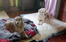 E il fango distrugge la casa dei randagi: «Aiutatemi a trovare un posto per i cani»