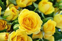 L'antica storia delle rose: da un solo petalo giallo a un arcobaleno di colori