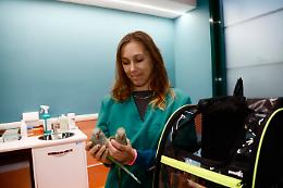 Apprezzati ma invisibili: il paradosso dei veterinari secondo il sondaggio 2025