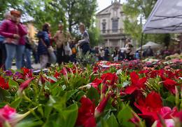 Piante che curano: boom del florovivaismo, oltre 3 miliardi di valore