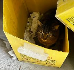Ecco Cartesio, il gatto che ha trovato riparo nel contenitore della raccolta differenziata 