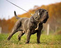 Cani giganti? Possono vivere in casa. Ecco le 5 razze più iconiche di sempre