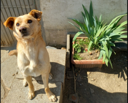 Leon, mix labrador: 9 anni di cucciolone cerca una casa