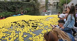 Duck Race 2025: 20.000 anatre di plastica per beneficenza invadono il fiume Alzette