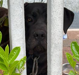 Vietato tenere i cani a catena. La prima sanzione in Piemonte