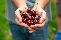 Ciliegie: i frutti rossi più gustosi ma anche tossici