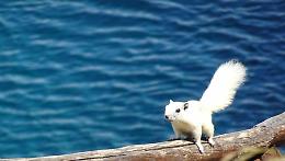 Lo scoiattolo bianco incanta ma è una minaccia: “Specie aliena pericolosa”