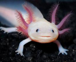 Axolotl a rischio di estinzione, forse il Messico può salvarlo