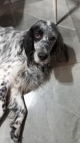 Teddy, il setter piemontese dal cuore d'oro