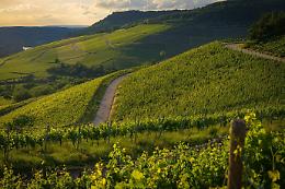La rinascita del vino di Annibale: un viaggio enologico tra storia e innovazione in Val di Susa