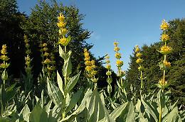 Genziana Lutea: perché è vietata la raccolta e quali sono i veri benefici di questa pianta preziosa