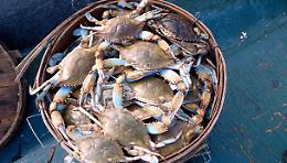 Contro il granchio blu parte la risposta dei pescatori: al via il piano d’azione nazionale
