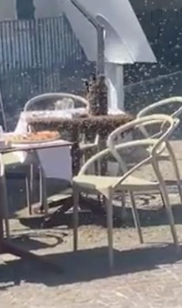 80mila api invadono il tavolino di un bar e vengono bruciate con l'olio di oliva: denunciati i responsabili