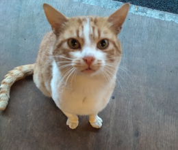 Gianfranco, il gatto mascotte ucciso da «la cattiveria umana»