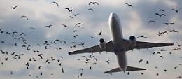 Pantelleria e il pericolo invisibile: ecco cos'è il bird strike