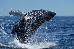 Il superpotere nascosto delle balene: come la loro urina nutre gli oceani
