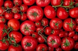 Il pomodoro: da frutto sospetto a re della cucina