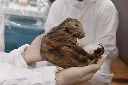La marmotta del neolitico: 6.600 anni conservata nel Ghiaccio del Lyskamm