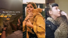 Quando non sei tu che scegli il gatto ma il contrario: che cos'è il Cat Distribution System