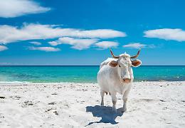 Ecco dove puoi prendere il sole con le mucche in Sardegna. Una spiaggia unica da non perdere!
