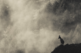 "Oltre lo Scatto": tre giorni tra natura, fotografia ed etica nel cuore del Gran Paradiso