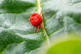 Gli acari della polvere: come riconoscerli e combatterli in modo naturale