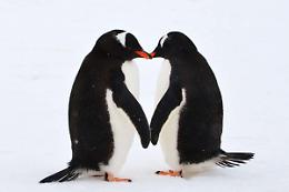 I rituali d’amore dei pinguini: come questi uccelli formano legami duraturi e affascinanti