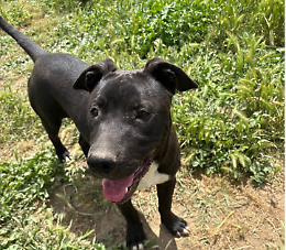 Noah, un cucciolo che si dispera in canile