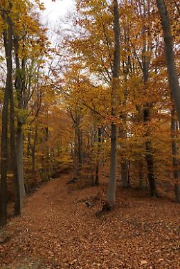 Alla scoperta dell'oasi delle terrazze: un cammino tra natura e comunità