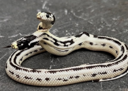 Nato con due teste: il serpente che sfida le leggi della natura si trova in California