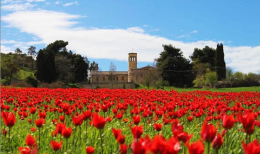 Sembra Amsterdam, ma è un borgo segreto della Sicilia: un mare di tulipani nel cuore dell’isola