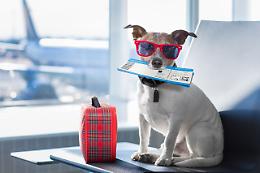 Trasporto di animali in aereo: dal 12 maggio più libertà per i cani in cabina