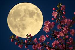 Attesa la "Luna Piena dei Fiori": quando vederla e perché è chiamata così