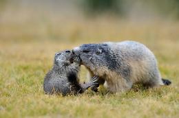 La “Mamma dell’Anno” abita tra le vette: il Parco del Gran Paradiso celebra le sue mamme selvatiche