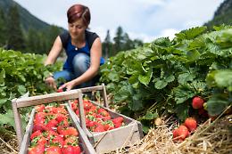 Fragole d’Italia: dove raccogliere le più buone da nord a sud