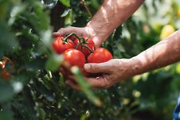 Il segreto della lunga vita dei pomodori risiede nell'autofagia 