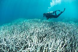 Muoiono i coralli, ma l’oceano assorbe più CO₂: il paradosso che preoccupa i ricercatori