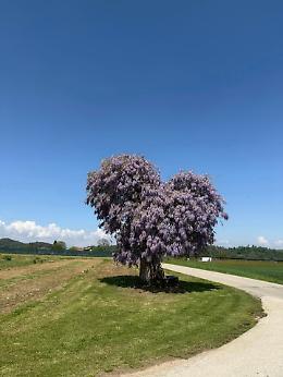 In Piemonte c’è un albero che parla d’amore: il glicine degli innamorati conquista tutti