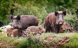 Piemonte, 3,6 milioni per i danni da fauna selvatica: coperto l’83% delle richieste accertate