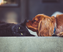 Il gatto spegne più candeline del cane: ecco qual è il segreto della loro longevità